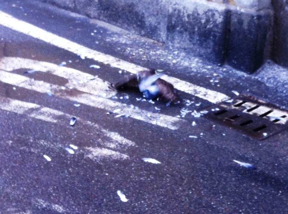 Identificazione rapace?